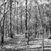 The woods... by marlboromaam