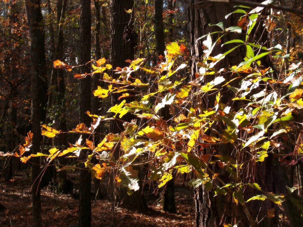 Still finding autumn leaves in December... by marlboromaam
