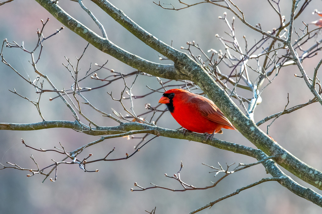 Northern Cardinal by nicoleweg