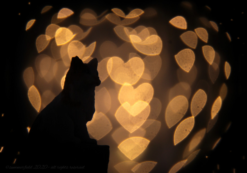 you ♥ cats? by summerfield