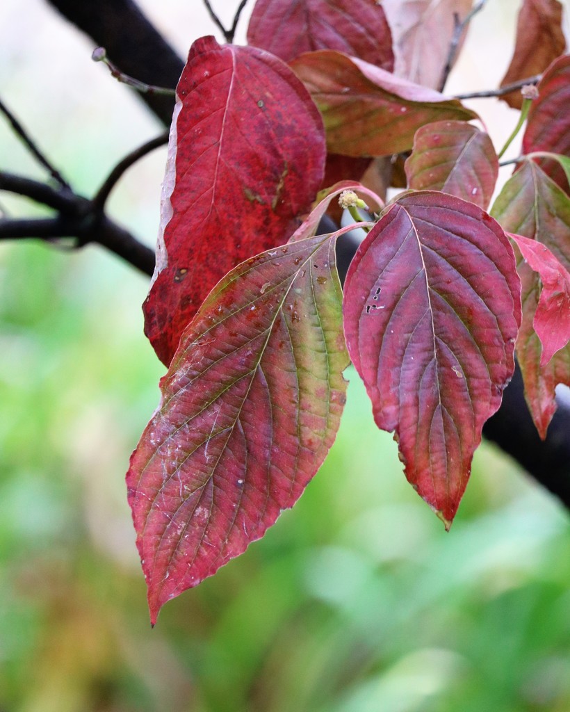 October 22: Dogwood Leaves by daisymiller