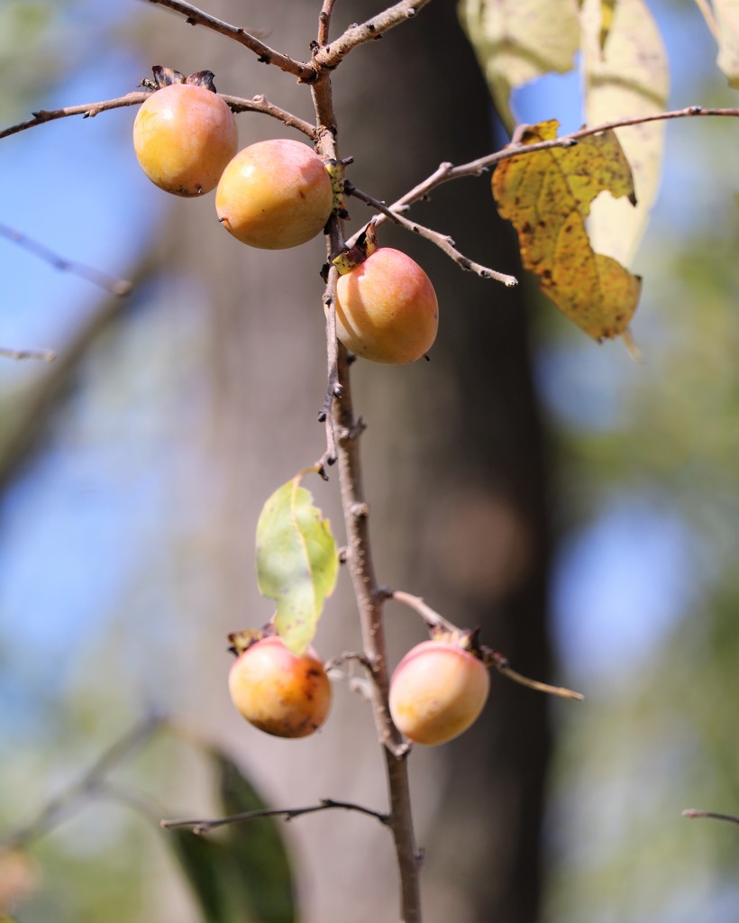 October 23: Persimmons by daisymiller