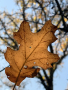 9th Dec 2020 - A nostalgic oak leaf