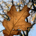 A nostalgic oak leaf by shookchung