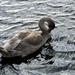 nearly a swan by quietpurplehaze