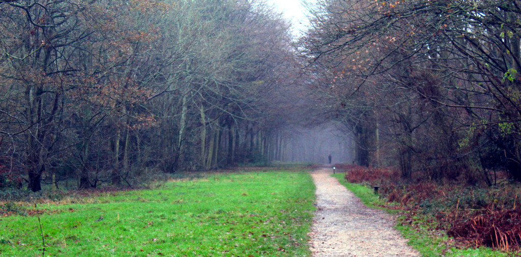 A misty walk by jeff