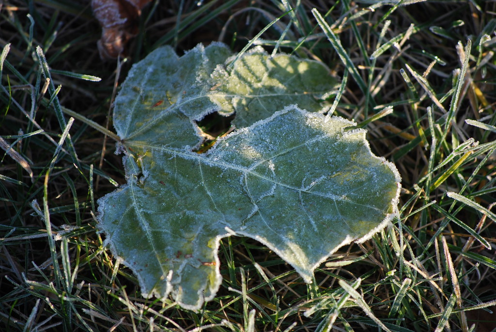 frosty morn by stillmoments33