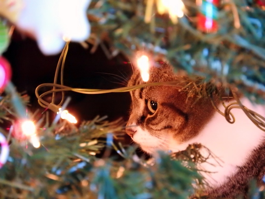 Hiding Behind The Christmas Tree by seattlite