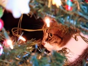 10th Dec 2020 - Hiding Behind The Christmas Tree