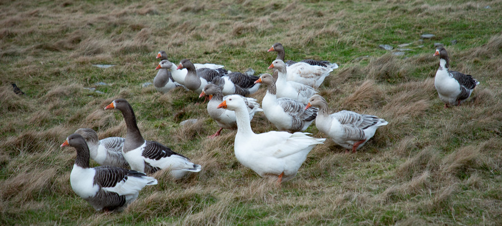 Farmyard Geese by lifeat60degrees