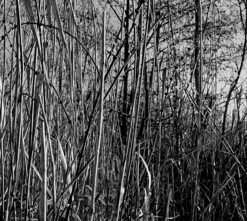 Dec 5th Reeds by valpetersen
