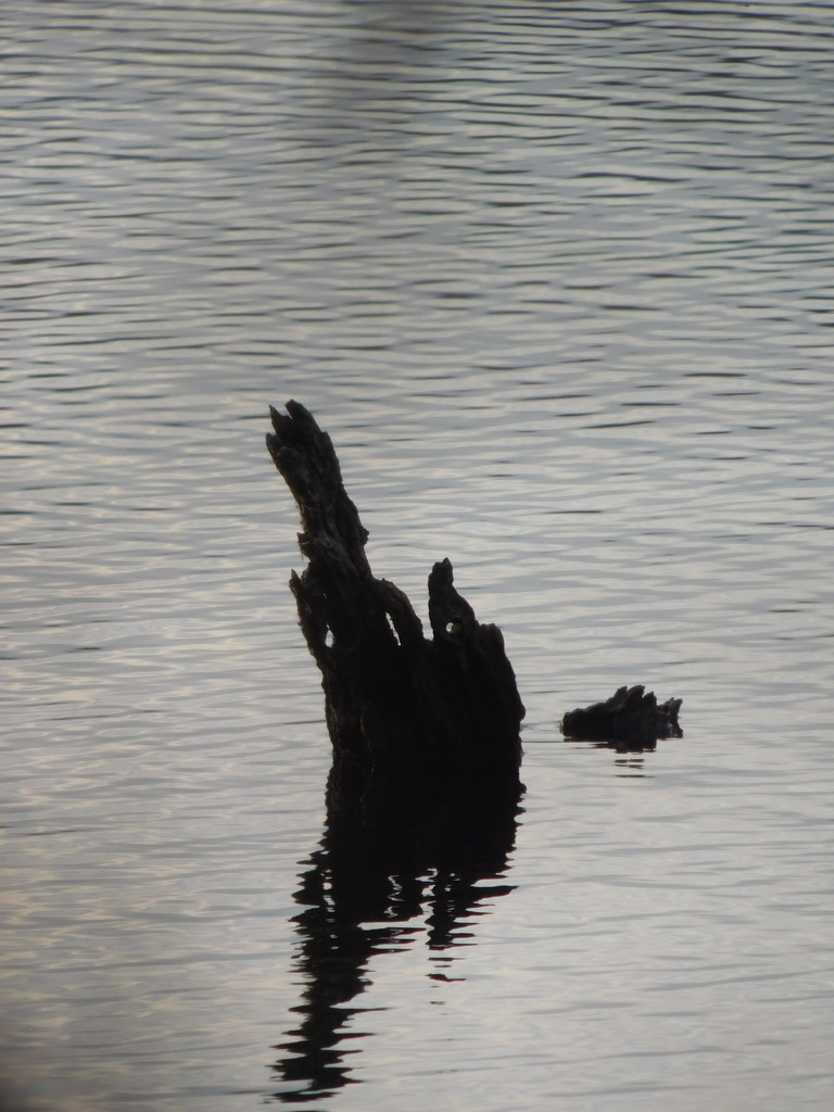 Just a tree stump in the water by 365anne
