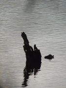 10th Dec 2020 - Just a tree stump in the water