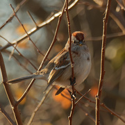 10th Dec 2020 - American tree sparrow 