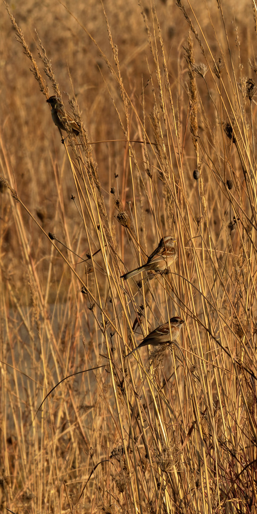 American tree sparrows perching in prairie grass by rminer