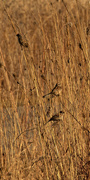 10th Dec 2020 - American tree sparrows perching in prairie grass
