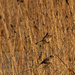 American tree sparrows perching in prairie grass by rminer