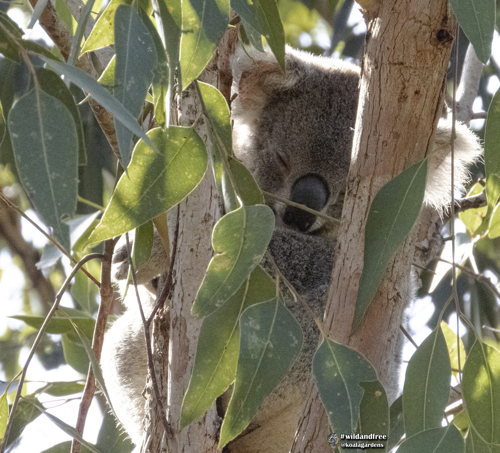 morning light by koalagardens