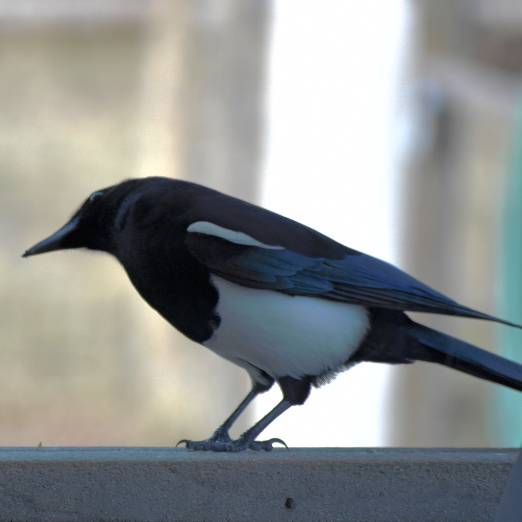 Curious Mr. Magpie by bjywamer