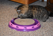 8th Dec 2020 - Bitsy's Favorite New Toy