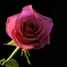 Rose by francesc