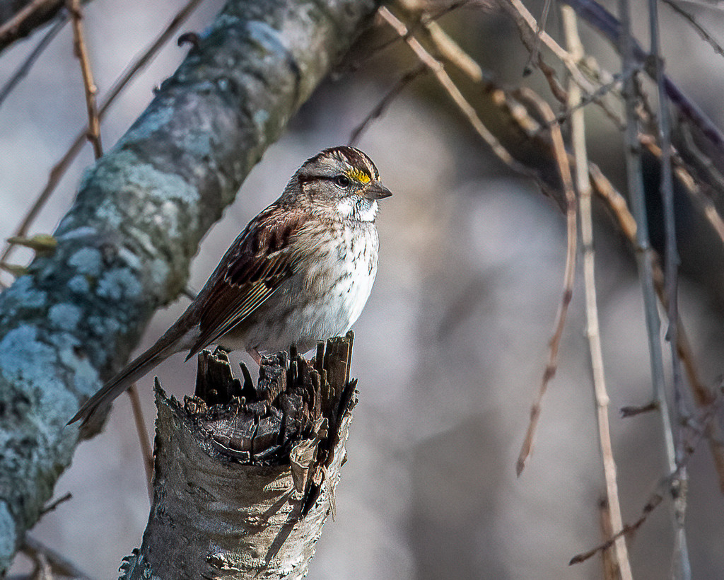 White-throated Sparrow by nicoleweg