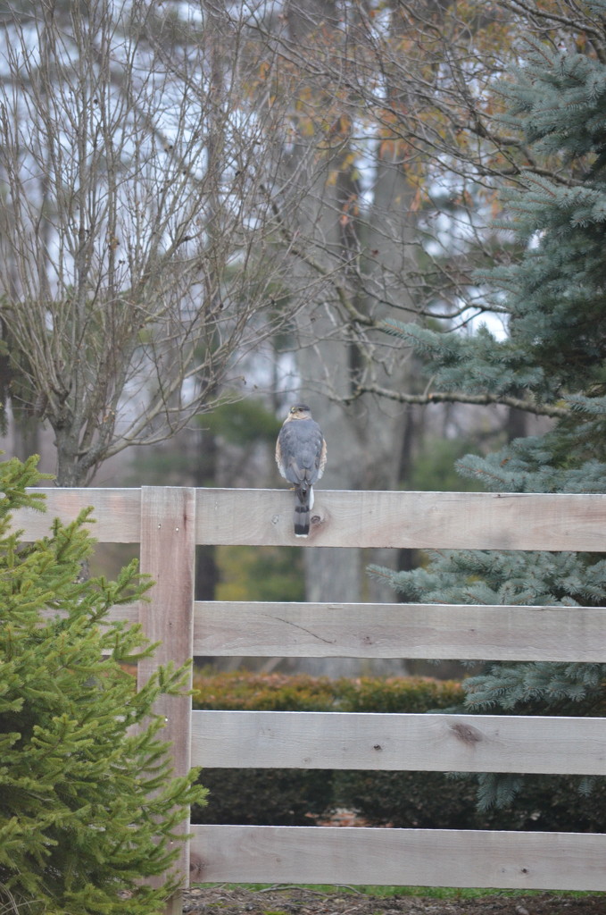 Cooper’s hawk on the fence.. by kdrinkie