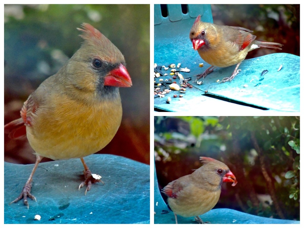 Mrs. Cardinal Up Close and Personal by allie912