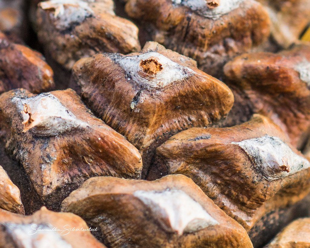 Pine cone mountains by sschertenleib