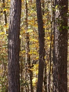 11th Dec 2020 - Golden mockernut leaves between the pines...