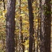 Golden mockernut leaves between the pines... by marlboromaam