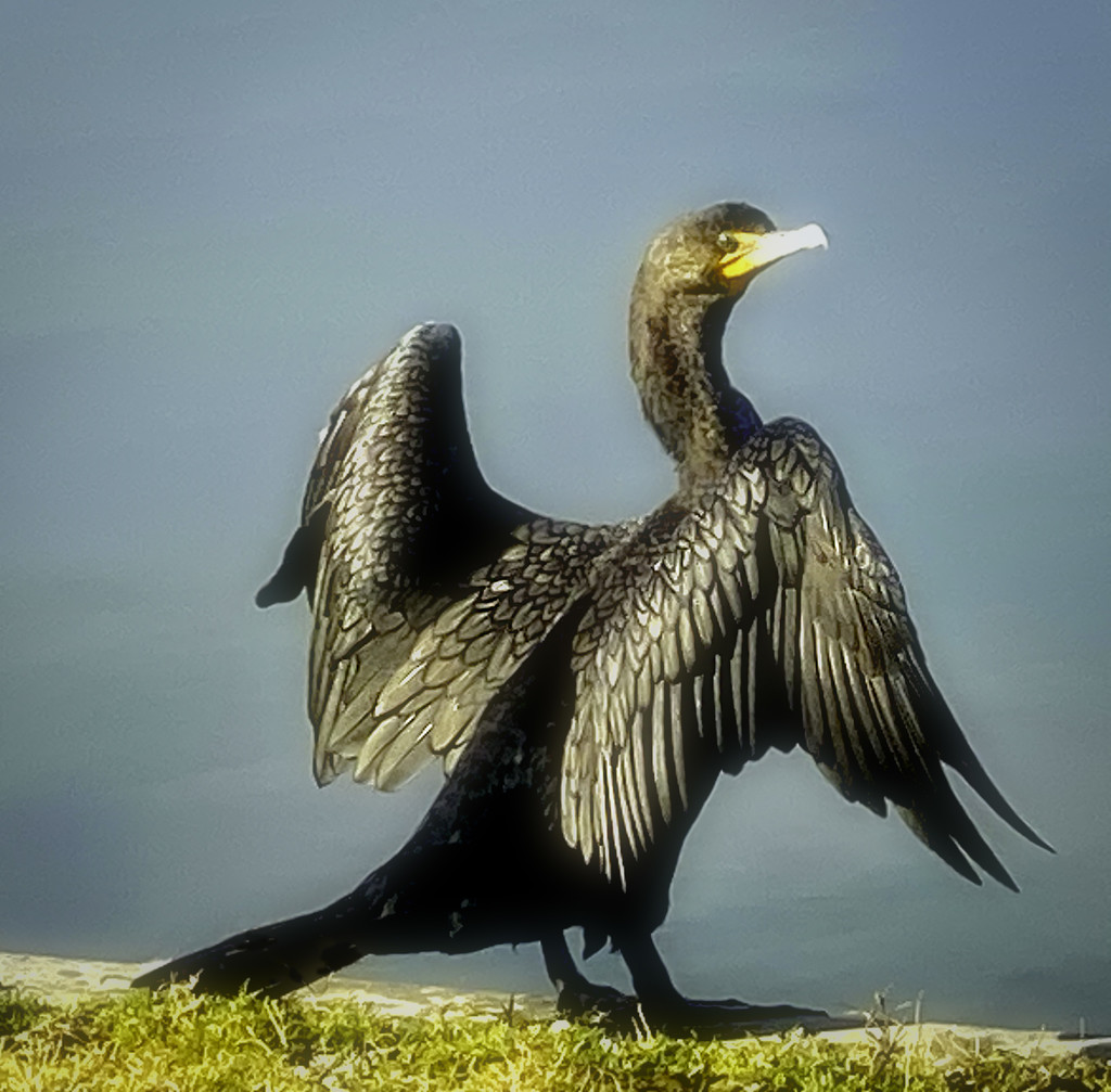 Cormorant  by joysfocus
