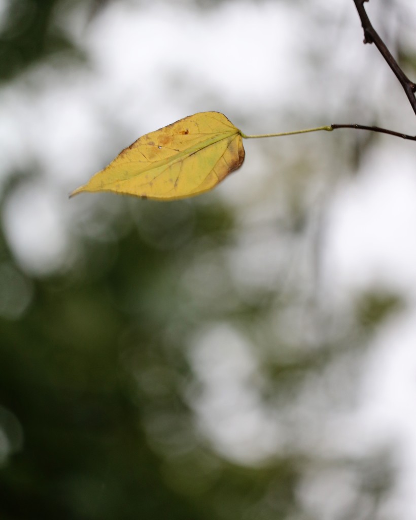 October 24: Lone Autumn Leaf by daisymiller