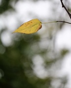 24th Oct 2020 - October 24: Lone Autumn Leaf