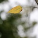 October 24: Lone Autumn Leaf by daisymiller