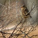 bird & branches by amyk