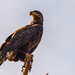Young Bald Eagle! by rickster549