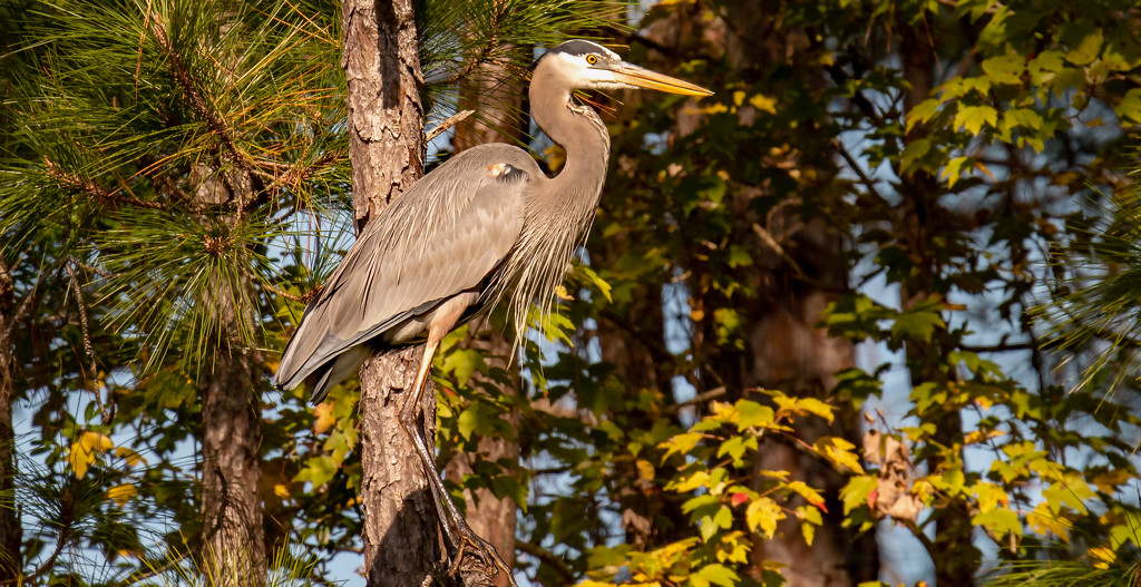 Blue Heron Up in the Tree! by rickster549