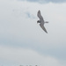 Black fronted tern hunting by maureenpp