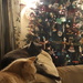 Christmas Cats by julie
