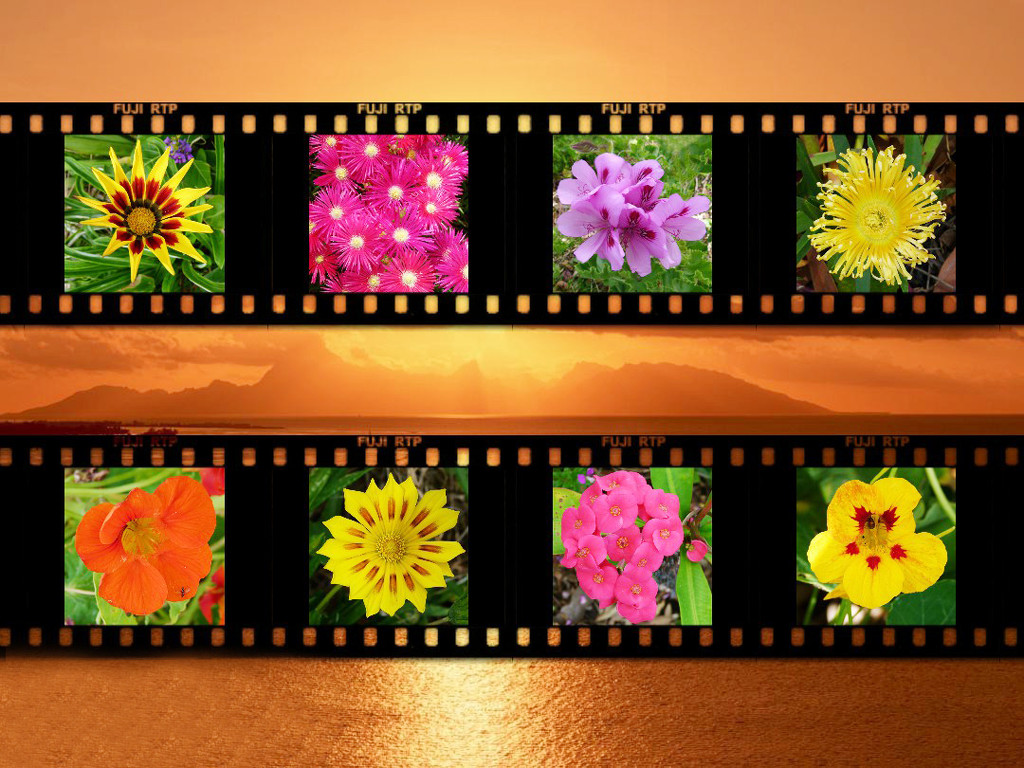 Flower Film Strip by onewing