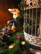 10th Dec 2020 - Peter Rabbit in the dining room