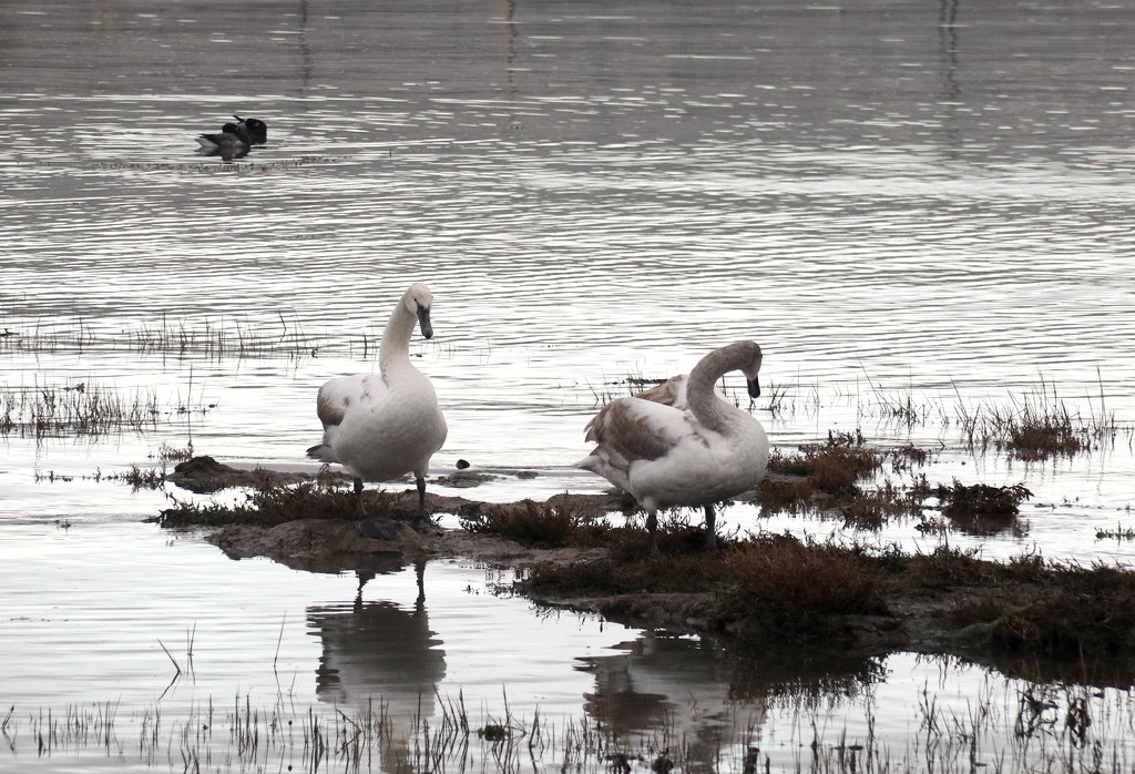 Juvenile Swans by davemockford