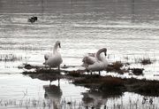 11th Dec 2020 - Juvenile Swans