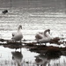 Juvenile Swans by davemockford