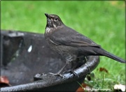 11th Dec 2020 - Betsey blackbird