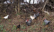 11th Dec 2020 - Chickens on the side of the road