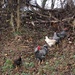 Chickens on the side of the road by mittens