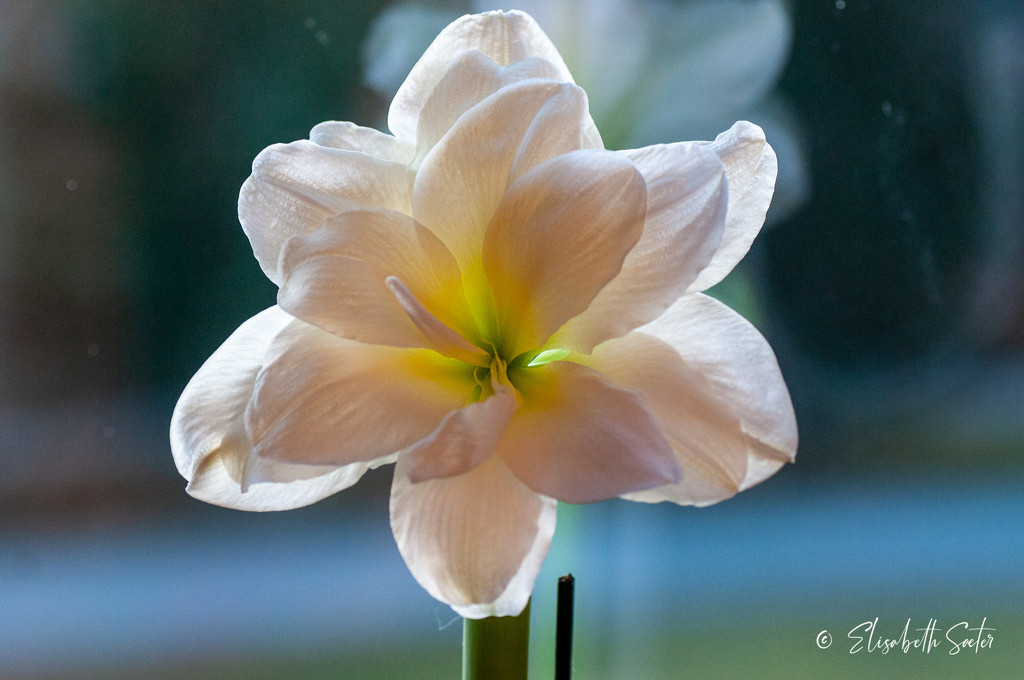 My white Amaryllis by elisasaeter