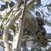 always look directly upwards by koalagardens